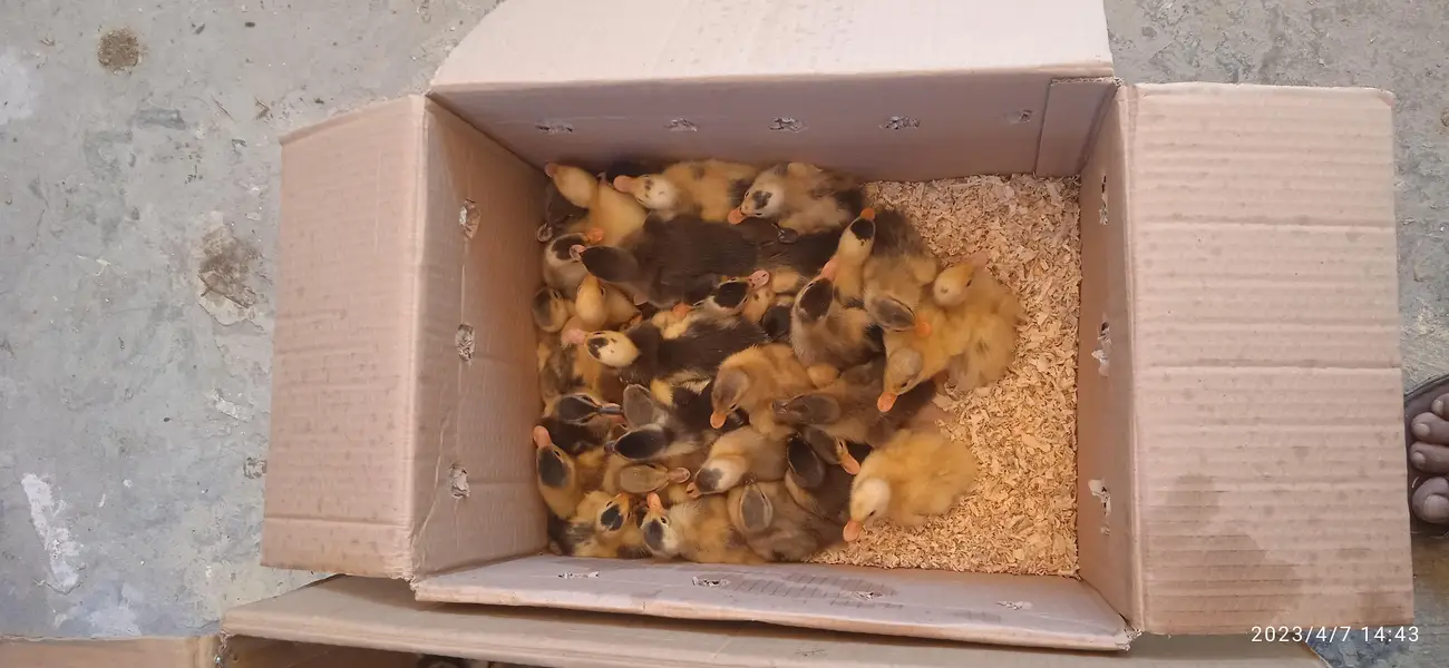 duck check available location Lahore