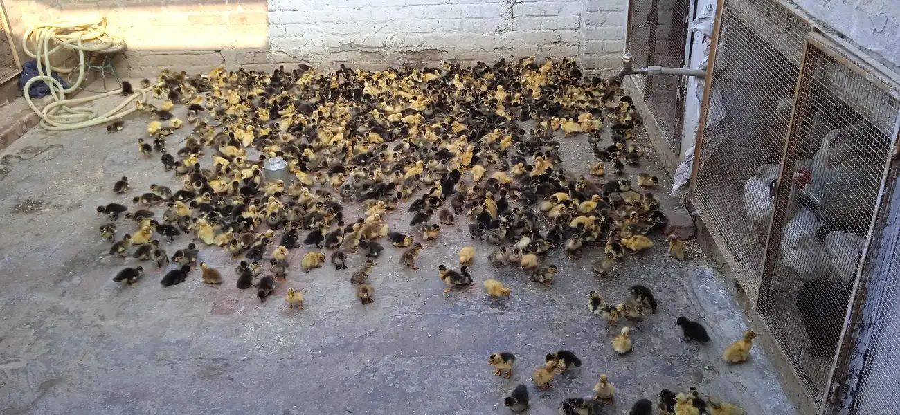 duck check available location Lahore — photo 2
