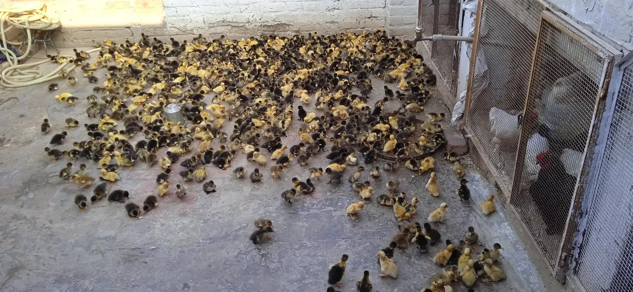 duck check available location Lahore — photo 3