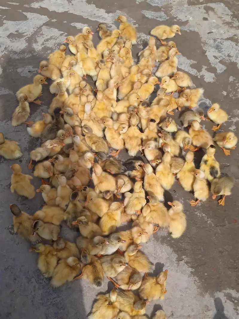 duck check available location Lahore — photo 4
