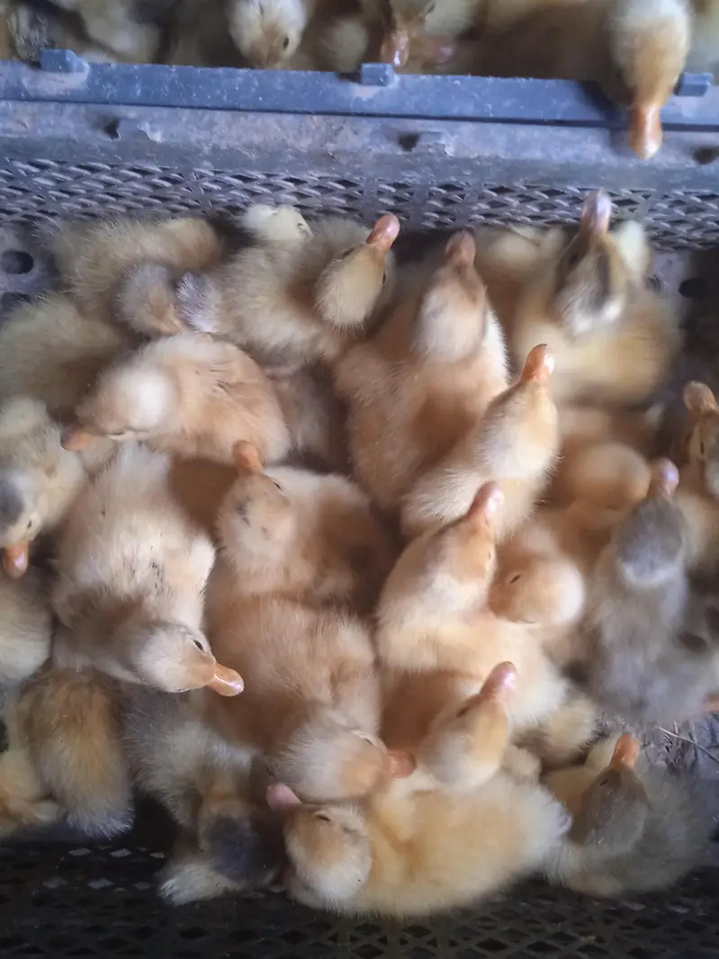 duck check available location Lahore — photo 5