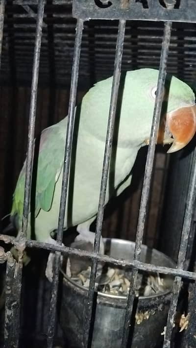 hand tem raw male for sale