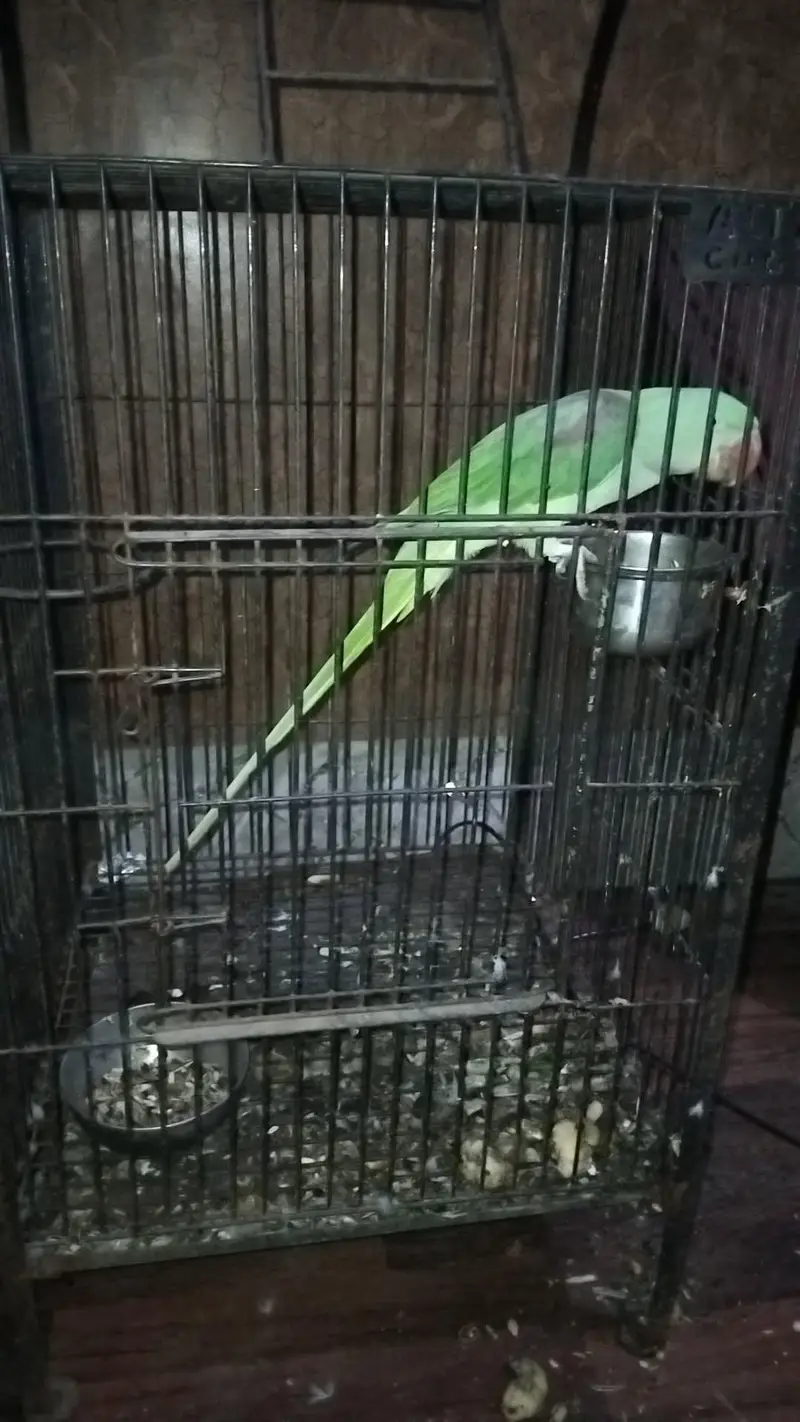 hand tem raw male for sale — photo 2