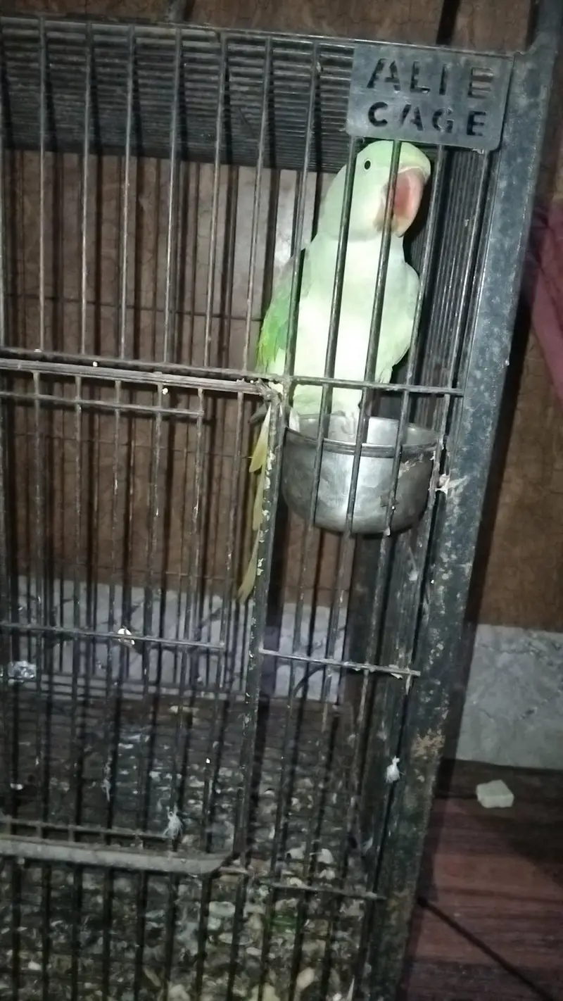 hand tem raw male for sale — photo 4
