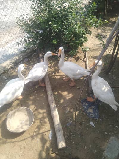 Long neck ducks