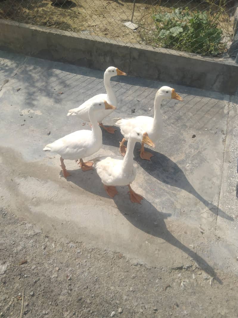 Long neck ducks 1