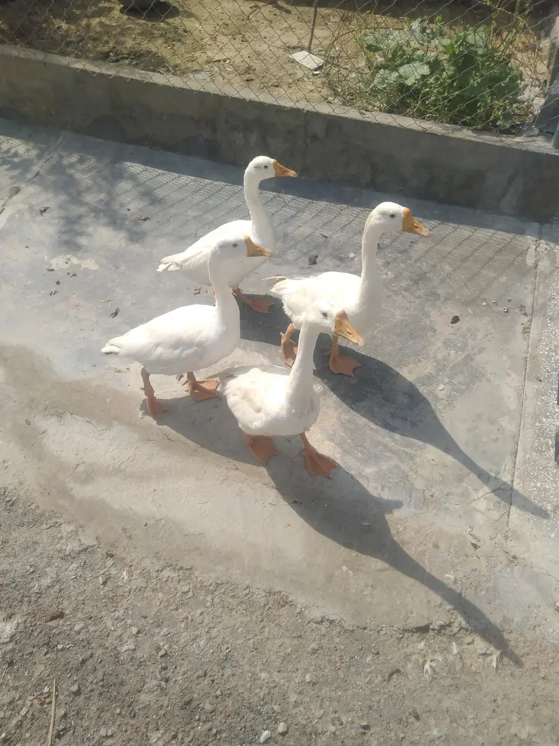 Long neck ducks — photo 2