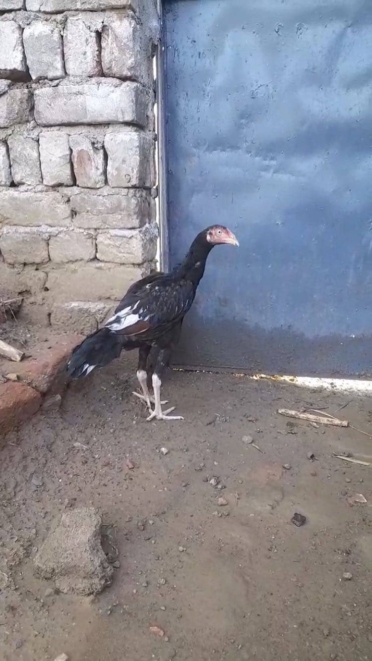 Home breed patha 0