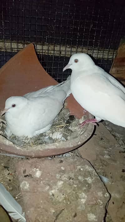 white dove red eyes 100% breeder pair