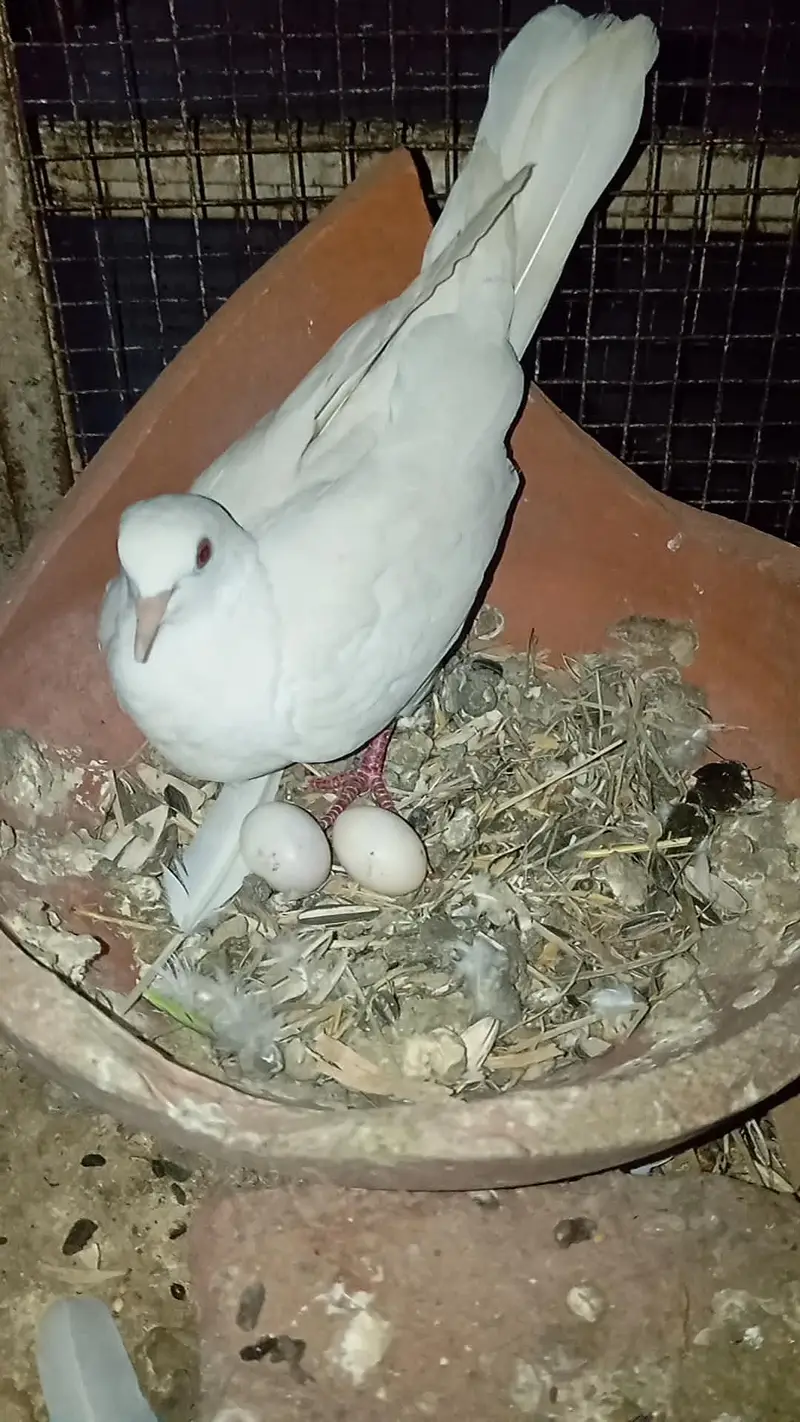white dove red eyes 100% breeder pair — photo 2