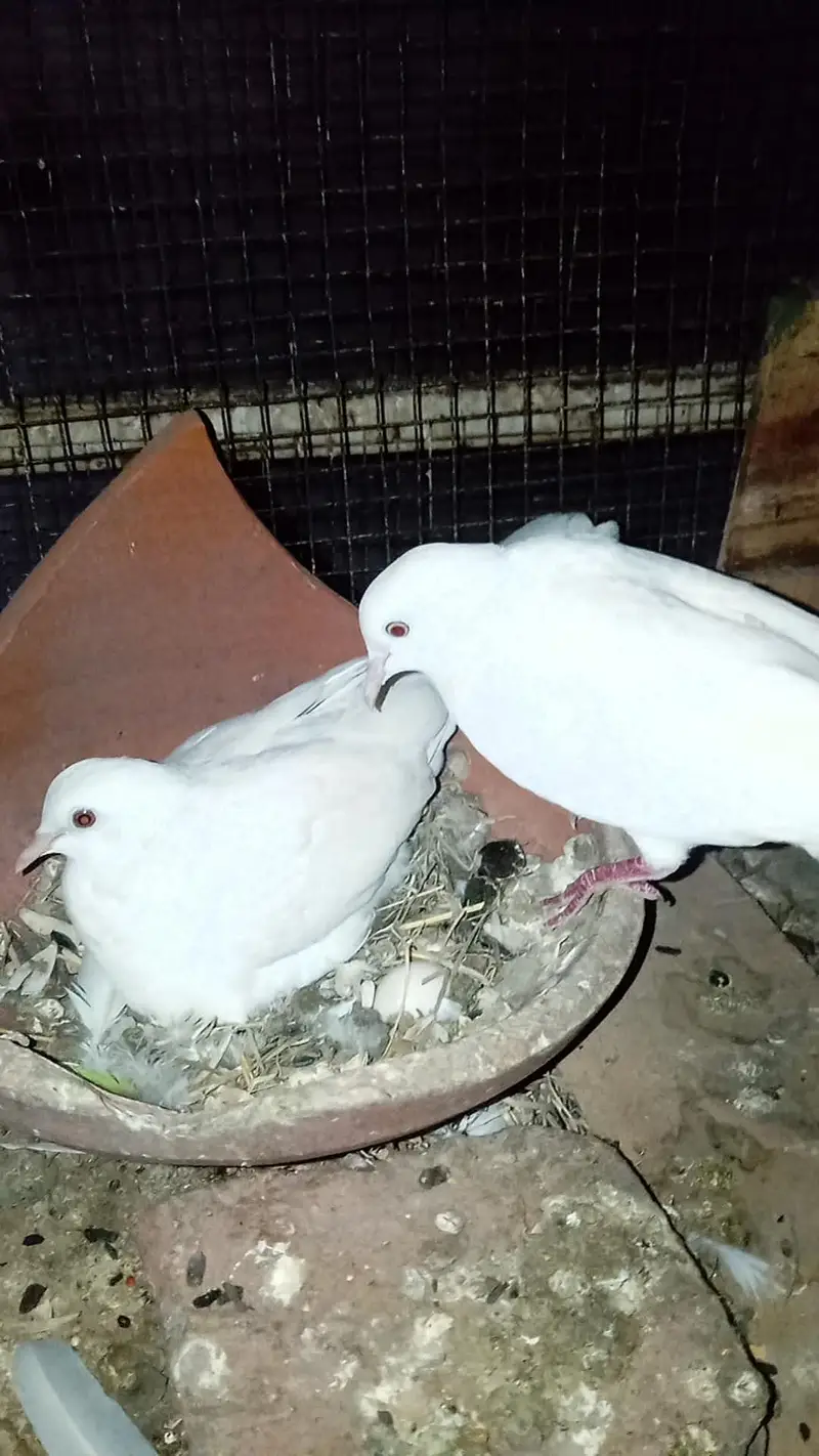 white dove red eyes 100% breeder pair — photo 3