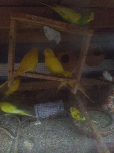 budgie's bird's