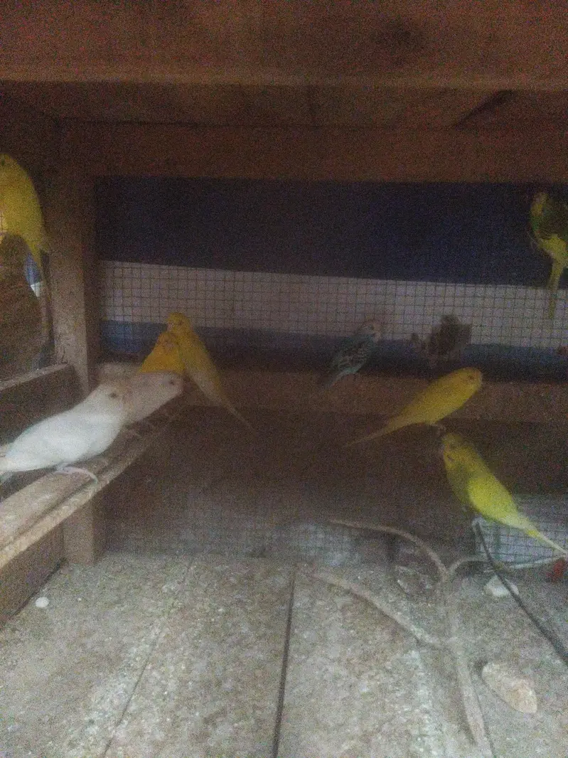 budgie's bird's — photo 2