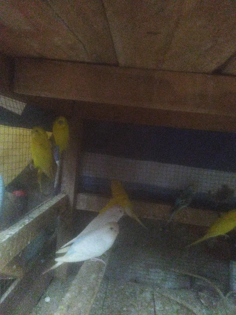 budgie's bird's — photo 3