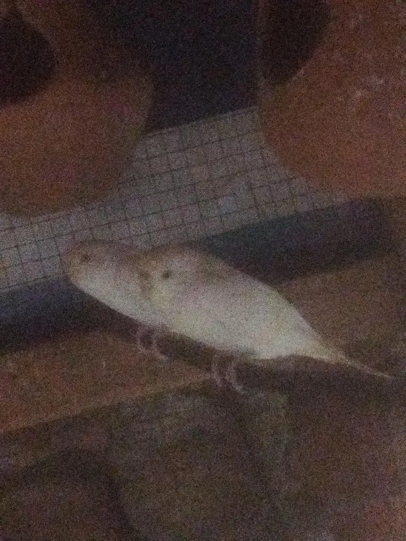 budgie's bird's — photo 4