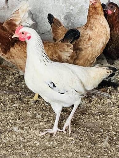 Golden misri 5 months starter, 3 months ,1.5 months stock