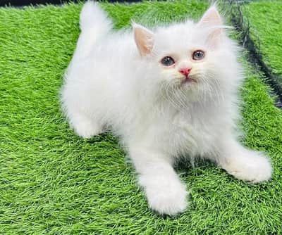 persian