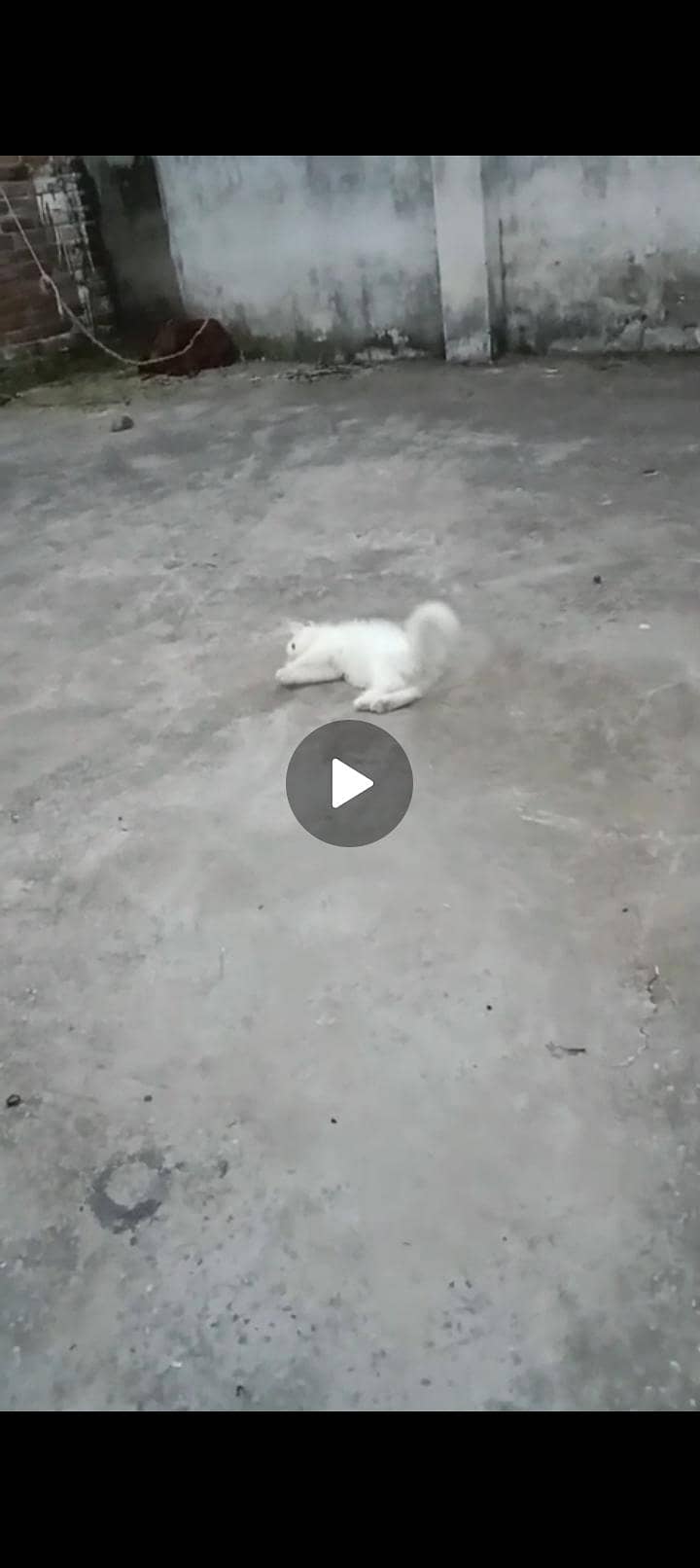 persian 1