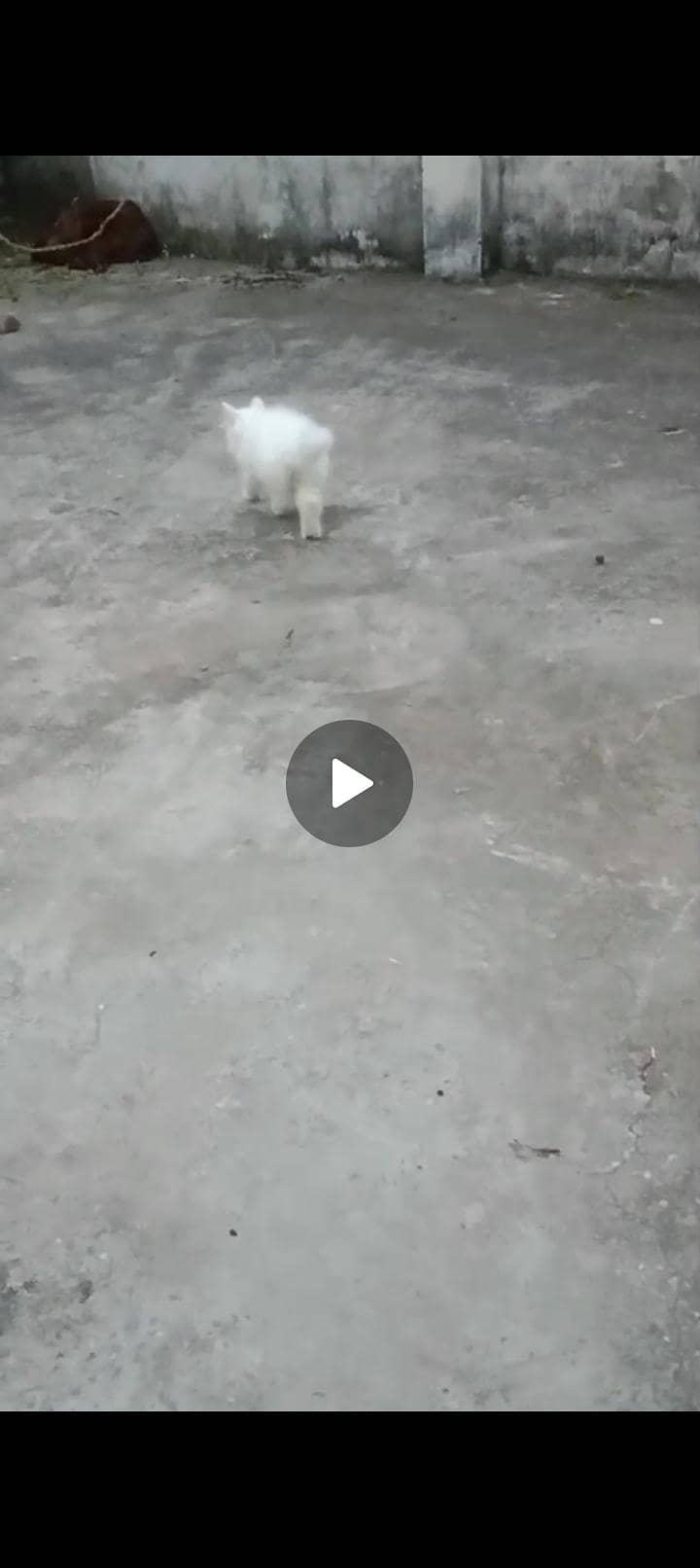 persian 2