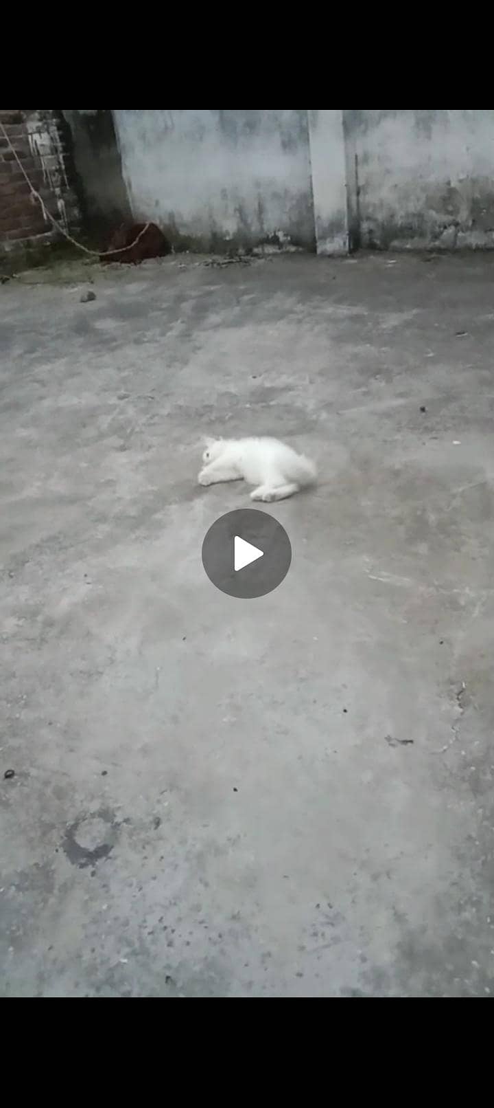 persian 3