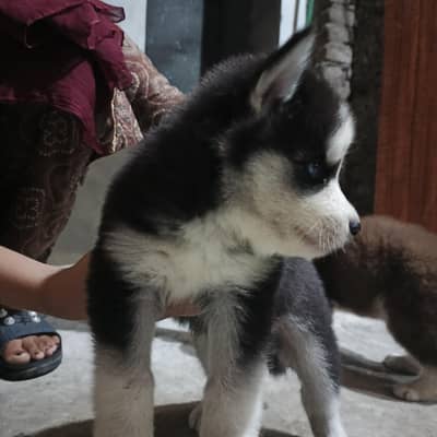 Puppies