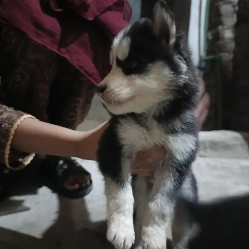 Puppies — photo 2