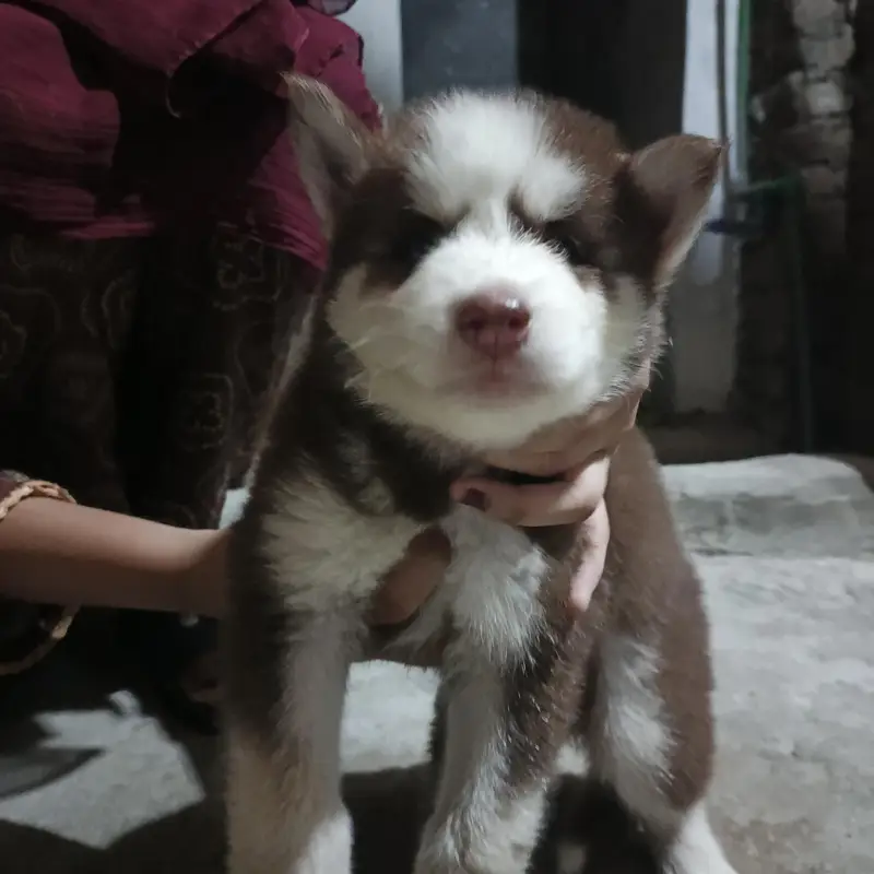 Puppies — photo 3