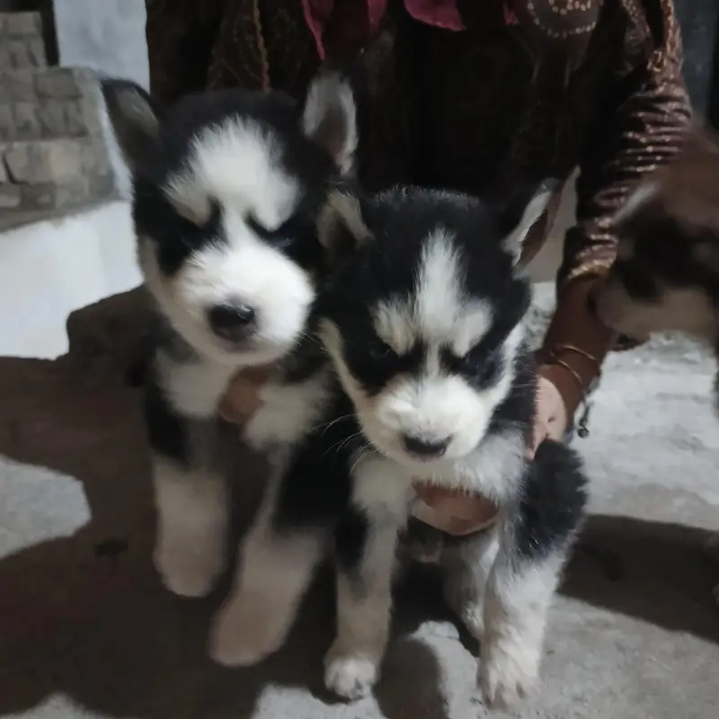 Puppies — photo 4