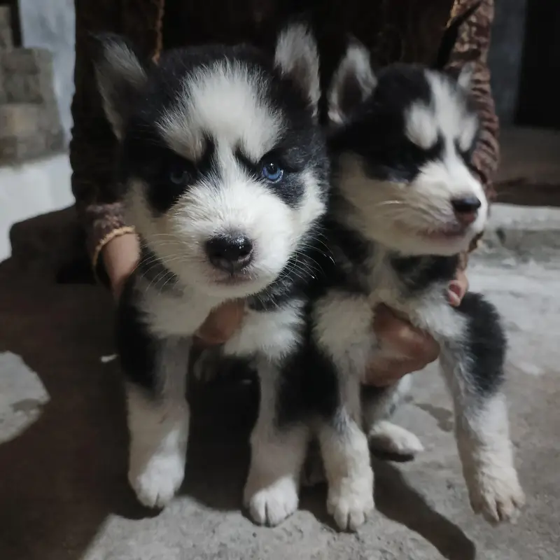Puppies — photo 5