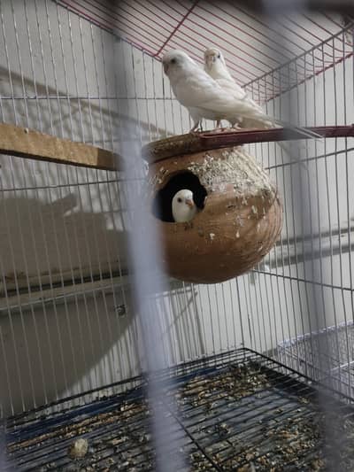red eye Australian budgie breeder pair