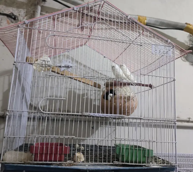 red eye Australian budgie breeder pair — photo 2