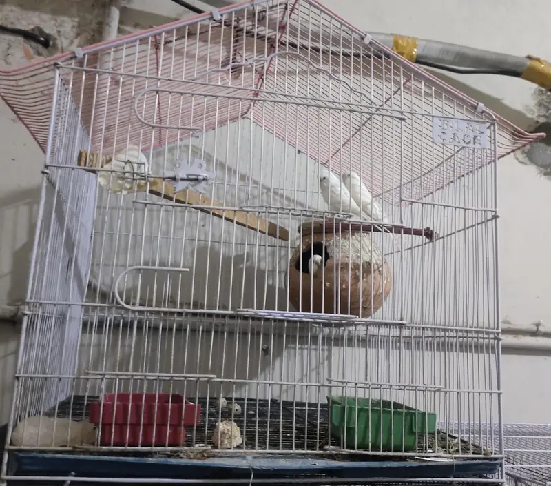 red eye Australian budgie breeder pair — photo 3