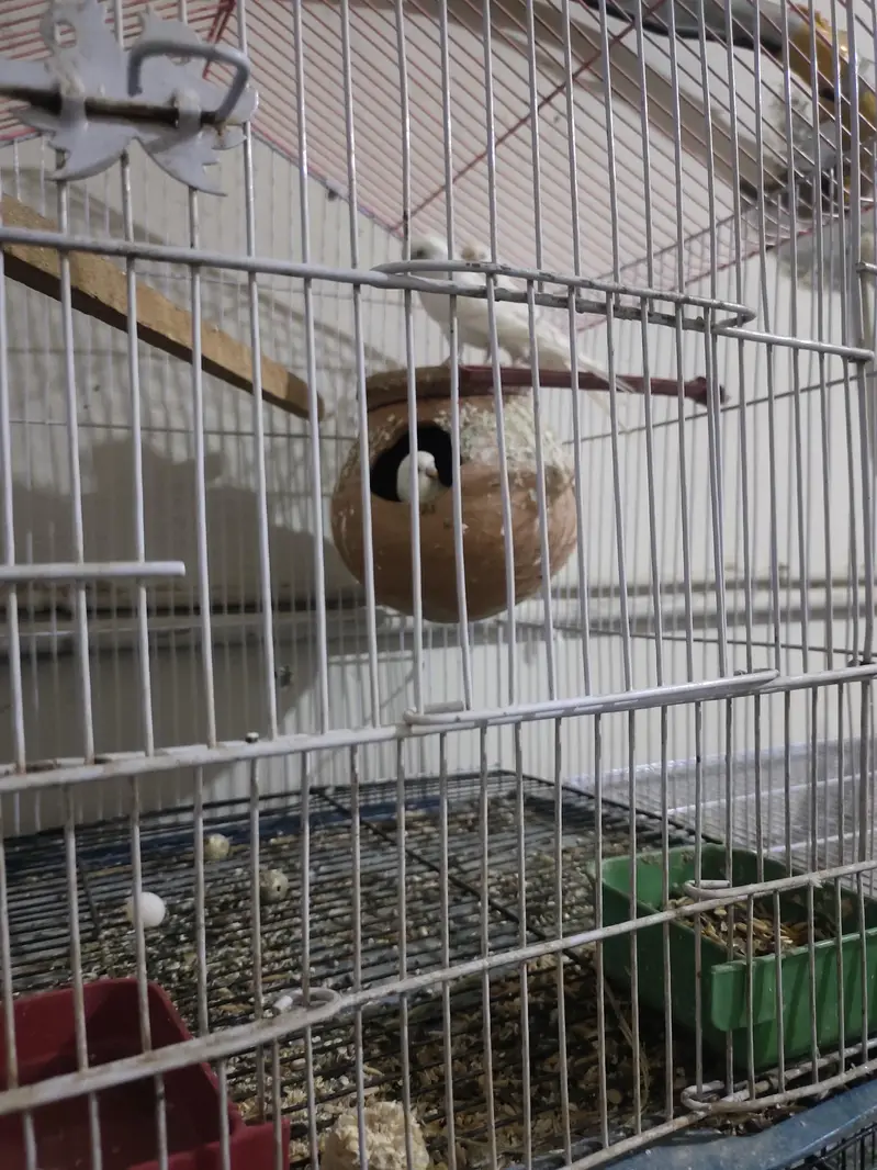 red eye Australian budgie breeder pair — photo 4