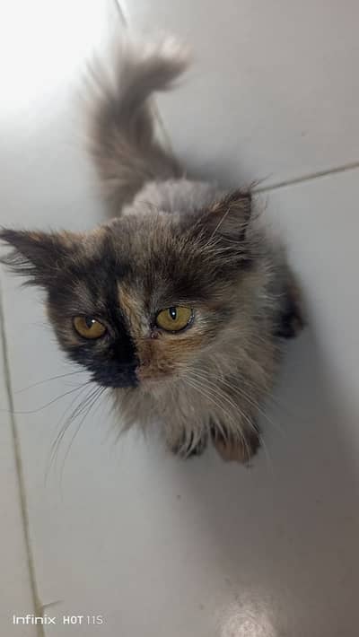 Persian kitten