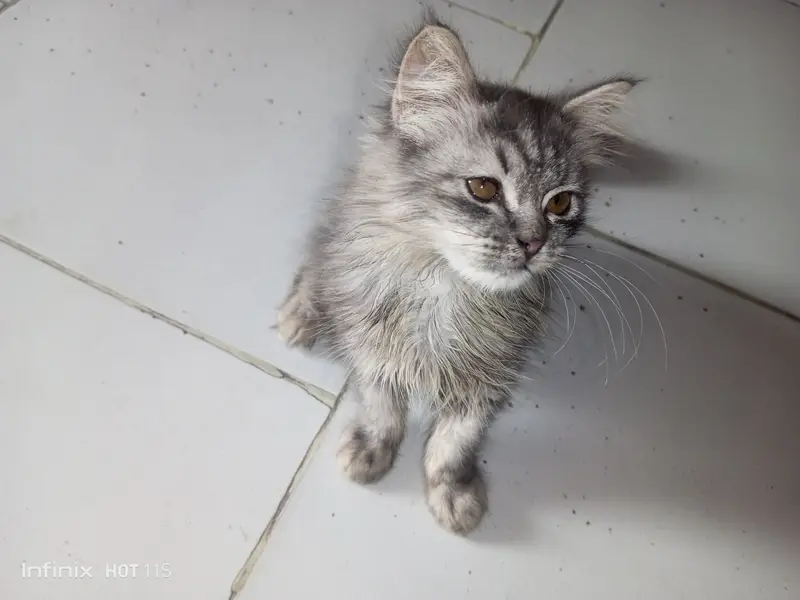 Persian kitten — photo 2