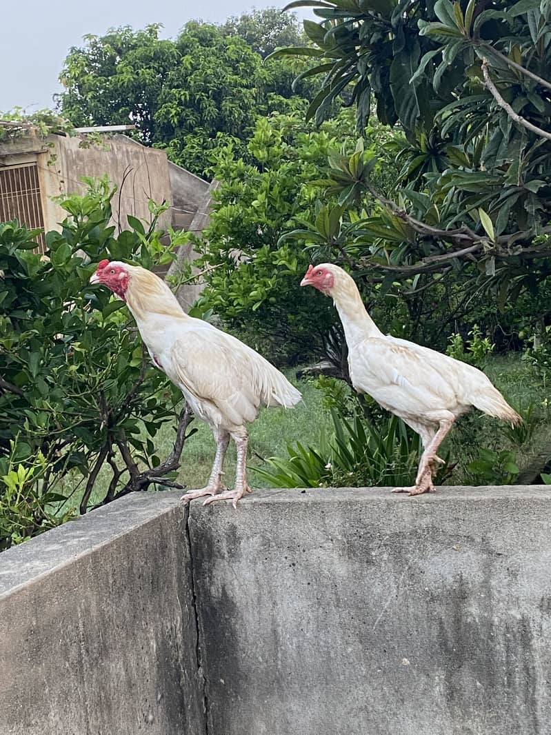 paper white pair 0
