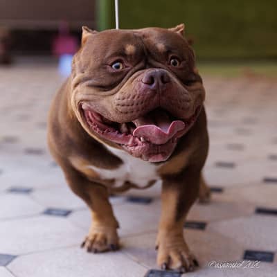 American bully