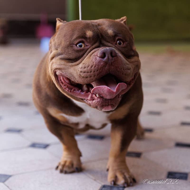 American bully 0