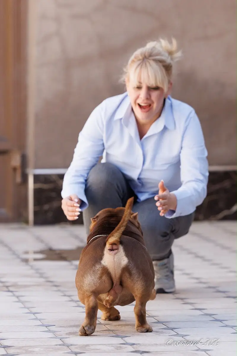 American bully — photo 2