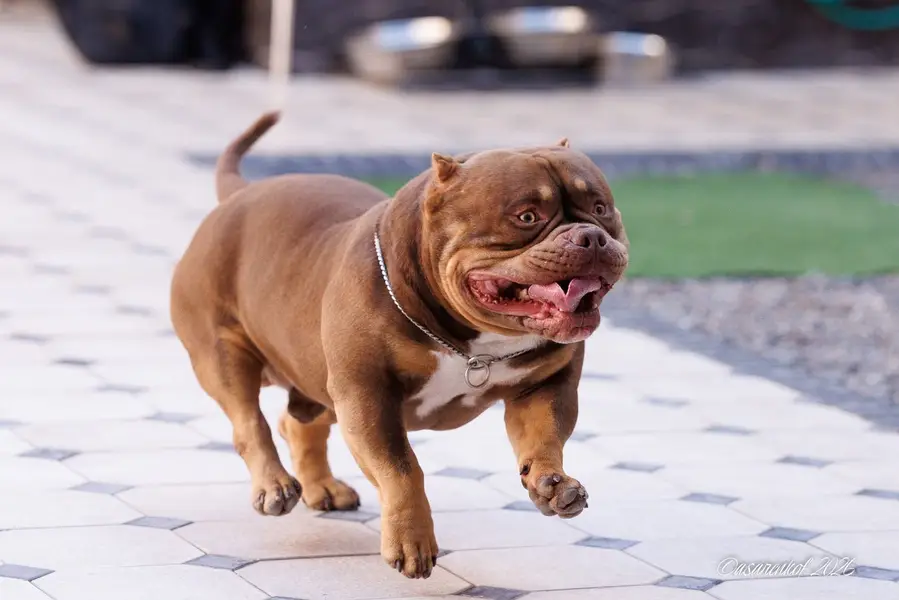 American bully — photo 3