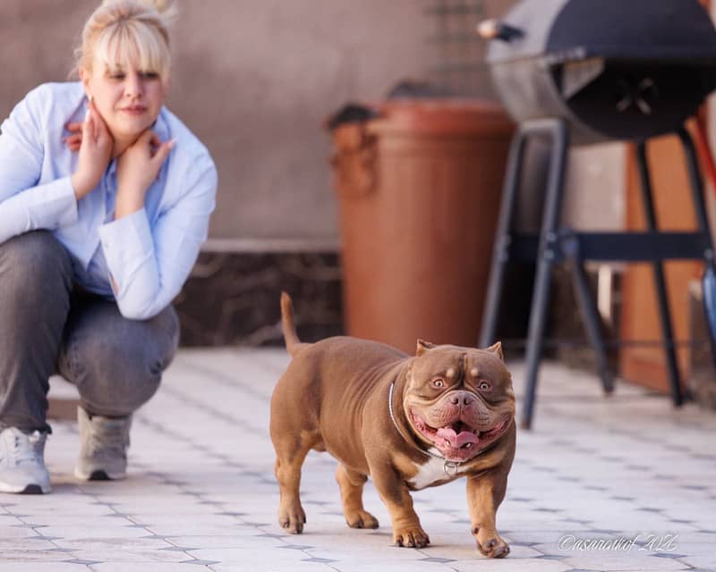 American bully 3
