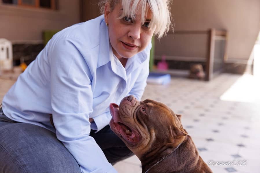 American bully 4