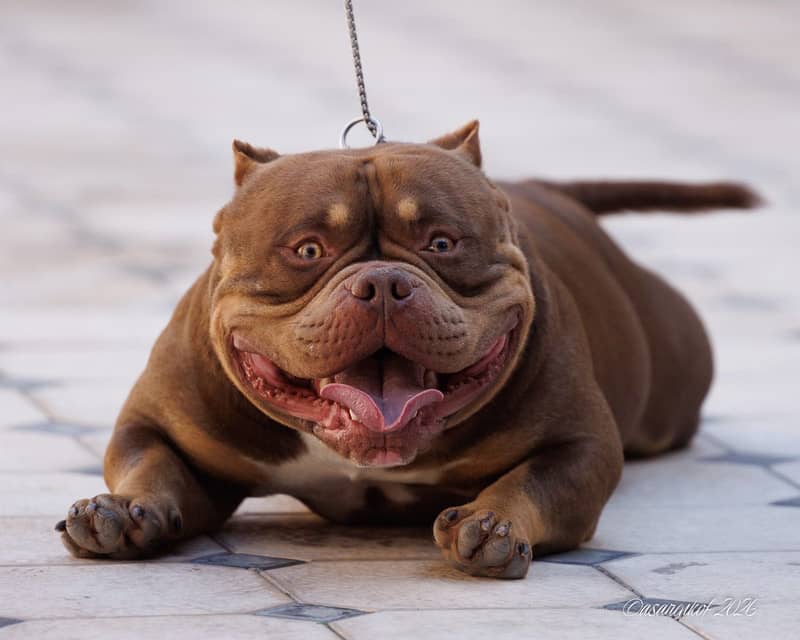 American bully 5