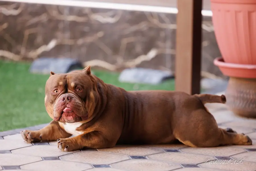 American bully — photo 7