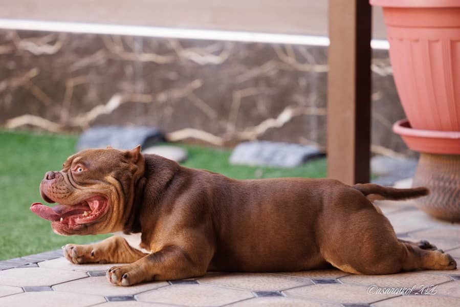 American bully 7