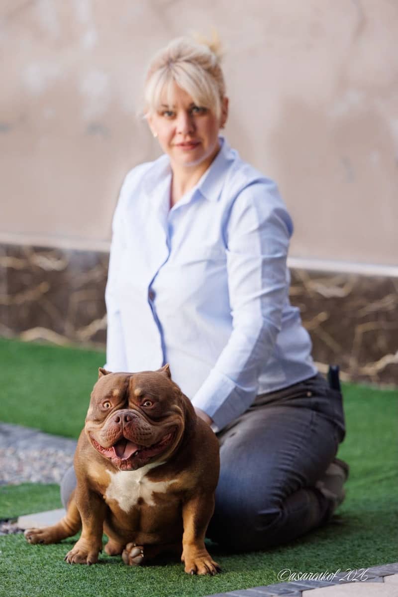 American bully 8