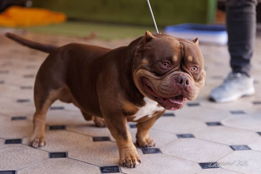 American bully 9