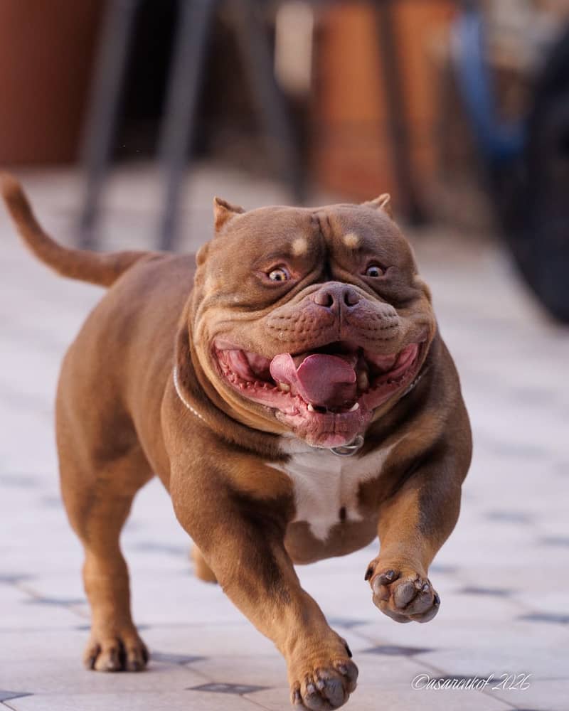 American bully 10
