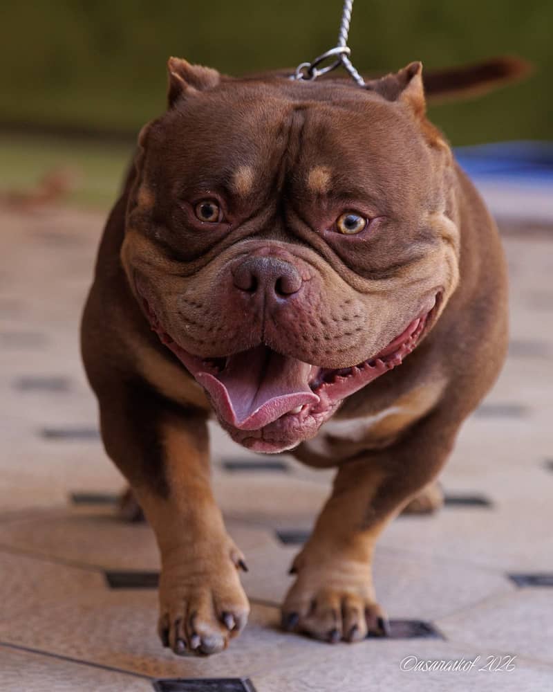 American bully 11