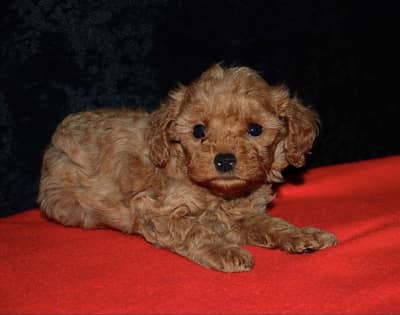 Poodle